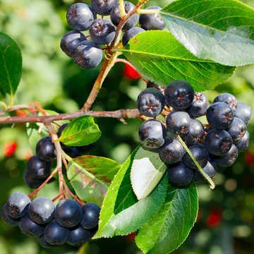 Aronia melanocarpa – Fekete berkenye