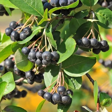 Aronia mitschurinii 'Amit' - Fekete berkenye