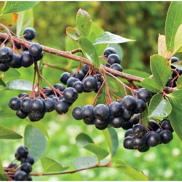 Aronia prunifolia &#039;Viking&#039; - Fekete berkenye