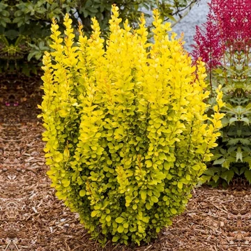Berberis thunbergii 'Maria' – Japán borbolya