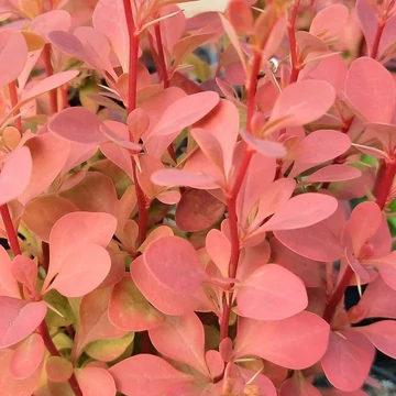 Berberis thunbergii 'Orange Sunrise'® – Japán borbolya