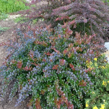 Berberis x media 'Red Jewel' – Vörös borbolya
