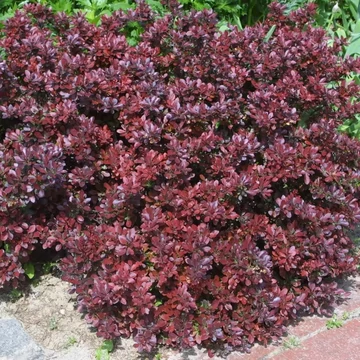 Berberis thunbergii &#039;Atropurpurea Nana&#039; - Japán vérborbolya