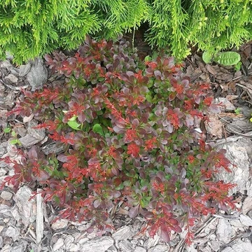 Berberis thunbergii 'Bagatelle' - Japán vérborbolya