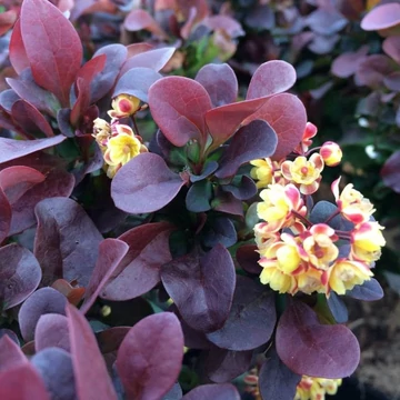 Berberis thunbergii &#039;Concorde&#039; - Japán borbolya