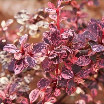 Berberis thunbergii &#039;Harlequin&#039; - Japán borbolya