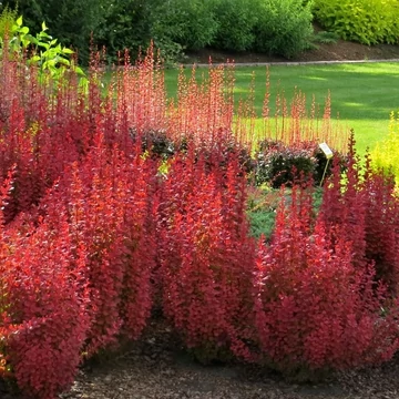 Berberis thunbergii &#039;Orange Rocket&#039; - Japán borbolya