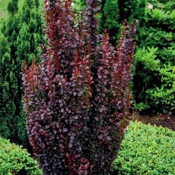 Berberis thunbergii 'Red Pillar' - Japán borbolya
