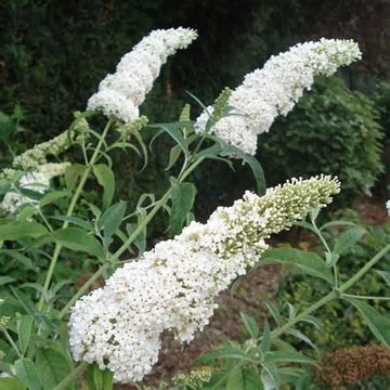 Buddleia davidii &#039;White Profusion&#039; - Nyáriorgona