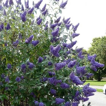 Buddleia davidii &#039;Nanho Blue&#039; - Nyáriorgona