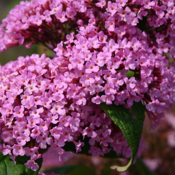 Buddleia davidii &#039;Pink Delight&#039; - Nyáriorgona