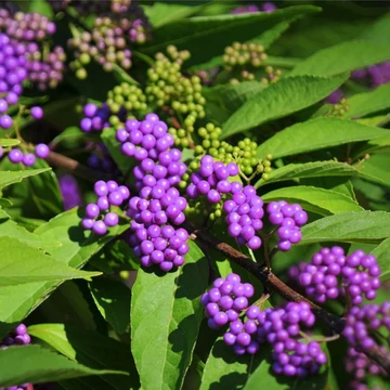 Callicarpa dichotoma 'Issai' - Kínai lilabogyó