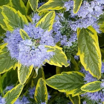 Caryopteris clandonensis 'Summer Sorbet' – Angol kékszakáll