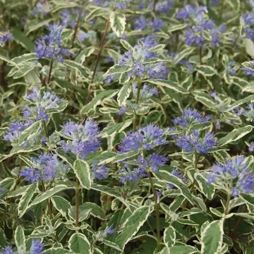 Caryopteris x clandonensis 'White Surprise'® – Angol kékszakáll