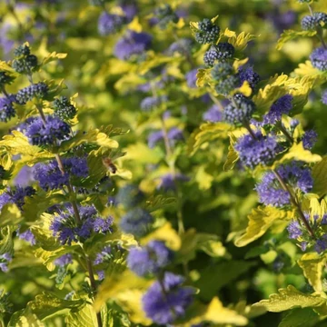 Caryopteris clandonensis 'Hint of Gold' - Angol kékszakáll
