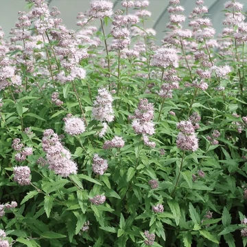 Caryopteris clandonensis 'Stephi'® - Angol kékszakáll