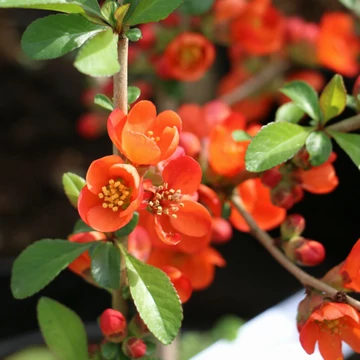 Chaenomeles japonica 'Sargentii' – Japánbirs