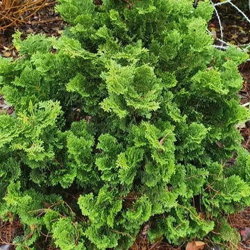 Chamaecyparis obtusa 'Nana Gracilis' – Hinoki álciprus, törpe japán hamisciprus