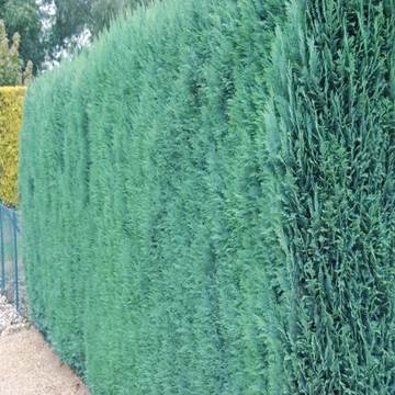 Chamaecyparis lawsoniana 'Columnaris' - Oregoni hamisciprus