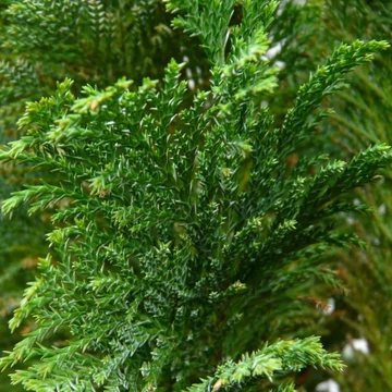 Chamaecyparis lawsoniana &#039;Ellwoodii&#039; - Ezüstös oregoni hamisciprus