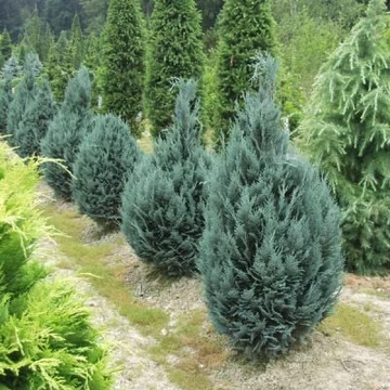 Chamaecyparis lawsoniana &#039;Van Pelt&#039;s Blue&#039; - Kék oregoni hamisciprus