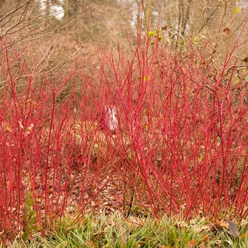 Cornus alba &#039;Siberian Pearls&#039; - Fehér som