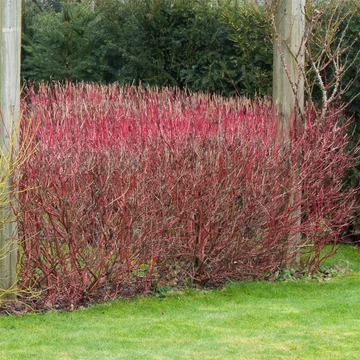 Cornus alba 'Sibirica' - Fehér som
