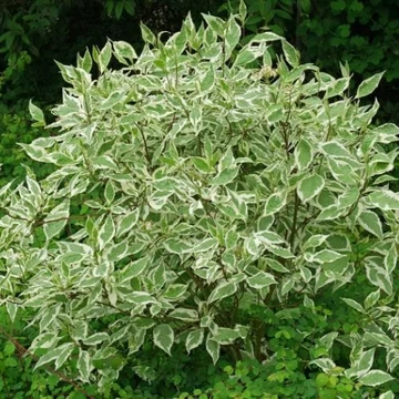 Cornus alba &#039;Sibirica Variegata&#039; - Fehér som