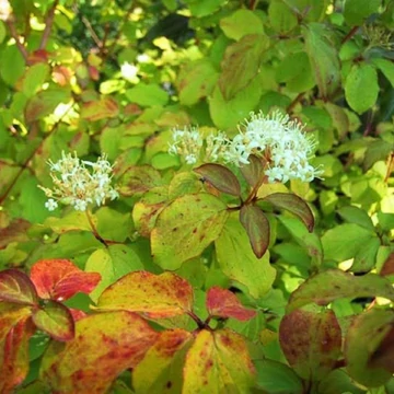 Cornus sanguinea &#039;Midwinter Fire&#039; - Veresgyűrű som