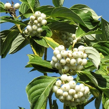 Cornus stolonifera &#039;Flaviramea&#039; - Selymes som