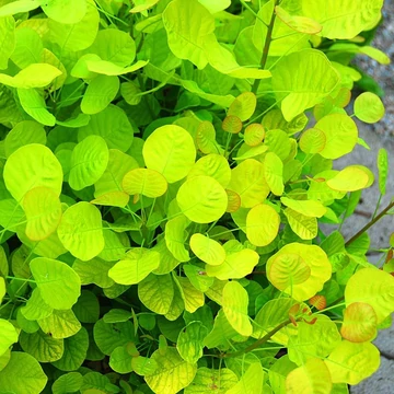 Cotinus coggygria &#039;Golden Spirit&#039; - Cserszömörce