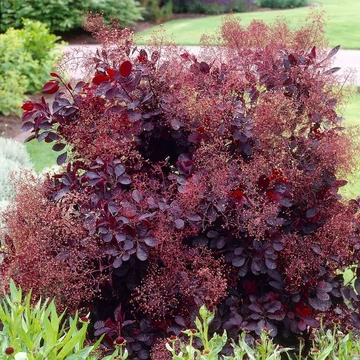 Cotinus coggygria &#039;Royal Purple&#039; - Vörös cserszömörce