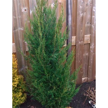 Cupressocyparis leylandii 'Green Rocket' – Leyland ciprus