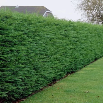 Cupressocyparis leylandii - Leyland ciprus