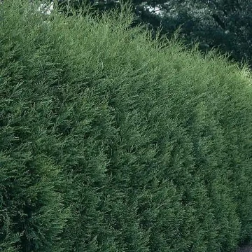 Cupressocyparis leylandii 'Blue Jeans' - Leyland ciprus