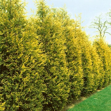 Cupressocyparis leylandii &#039;Castlewellan Gold&#039; - Leyland ciprus