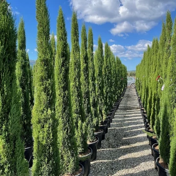 Cupressus sempervirens &#039;Totem&#039; - Európai ciprus