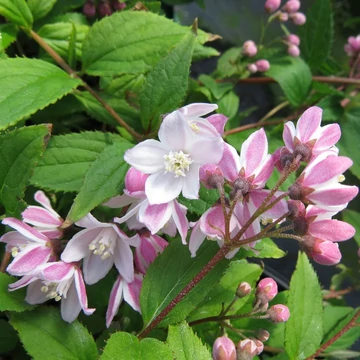 Deutzia 'Yuki Cherry Blossom' – Gyöngyvirágcserje