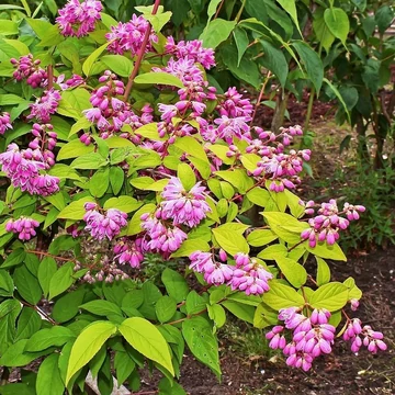 Deutzia x hybrida &#039;Strawberry Fields - Gyöngyvirágcserje
