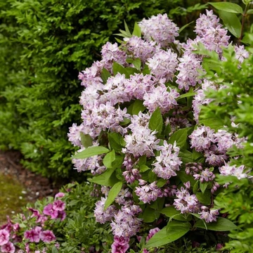 Deutzia &#039;Raspberry Sundae&#039;® - Gyöngyvirágcserje