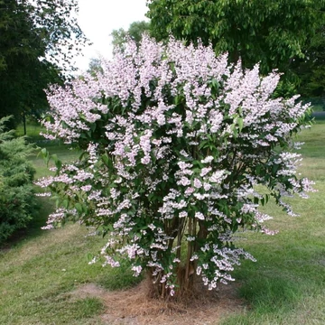 Deutzia scabra 'Plena' - Teltvirágú gyöngyvirágcserje