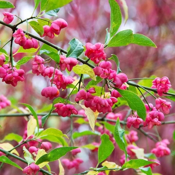 Euonymus europaeus – Csíkos kecskerágó