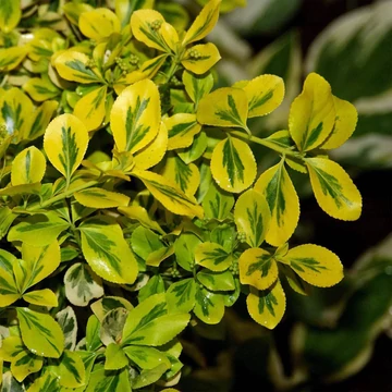 Euonymus fortunei 'Canadale Gold' – Kúszó kecskerágó