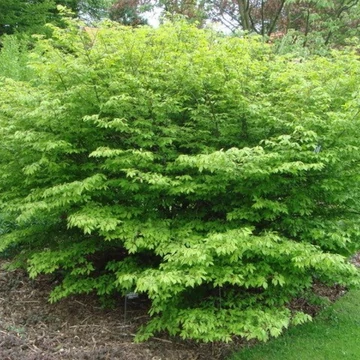 Euonymus alatus 'Compactus' - Szárnyas kecskerágó