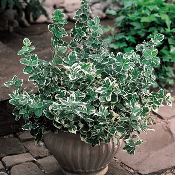 Euonymus fortunei 'Emerald'n Gaiety' - Kúszó kecskerágó