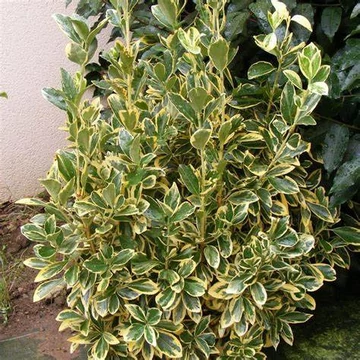 Euonymus japonicus &#039;Bravo&#039; - Japán kecskerágó
