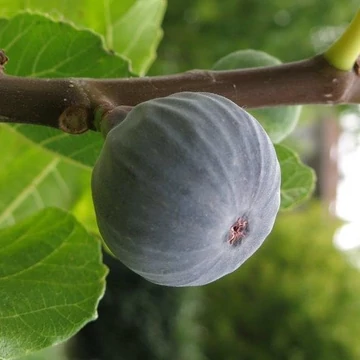 Ficus carica &#039;Brogiotto Nero&#039; - Füge