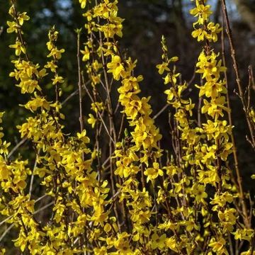 Forsythia 'Courtalyn' (syn.: 'Week End)' - Aranycserje