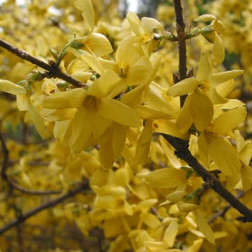 Forsythia intermedia &#039;Gold Zauber&#039; - Aranycserje