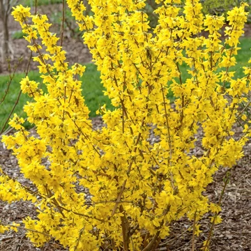 Forsythia x intermedia &#039;Goldrausch&#039; - Aranycserje
